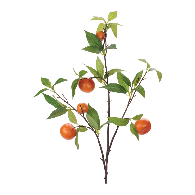 Branche de feuillage d'orange