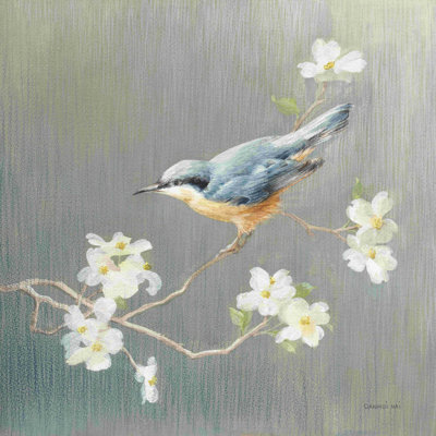 Sittelle carré gris / bleu