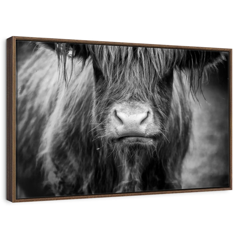 Vache Highland, 13 po x 9 po, Cadre flottant noyer