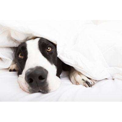 Dog Laying in Bed by Christopherbernard
