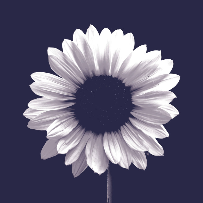 Navy Sunflower - Photograph Print, Black Floater Framed, 61 cm H x 91 cm W