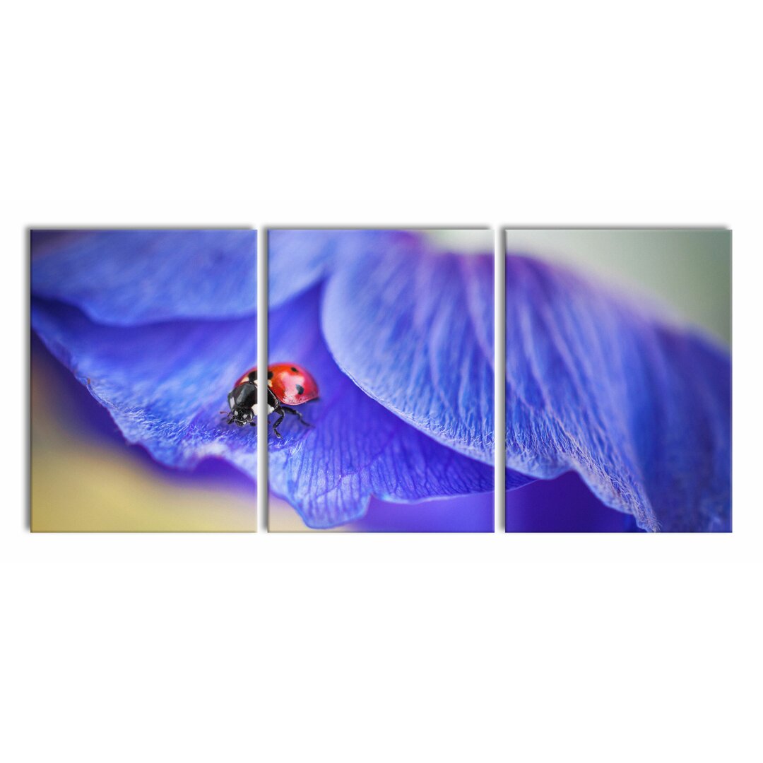 3-tlg. Leinwandbilder-Set Ladybird on Purple Flower