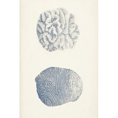 Antique Coral Collection VII - Print