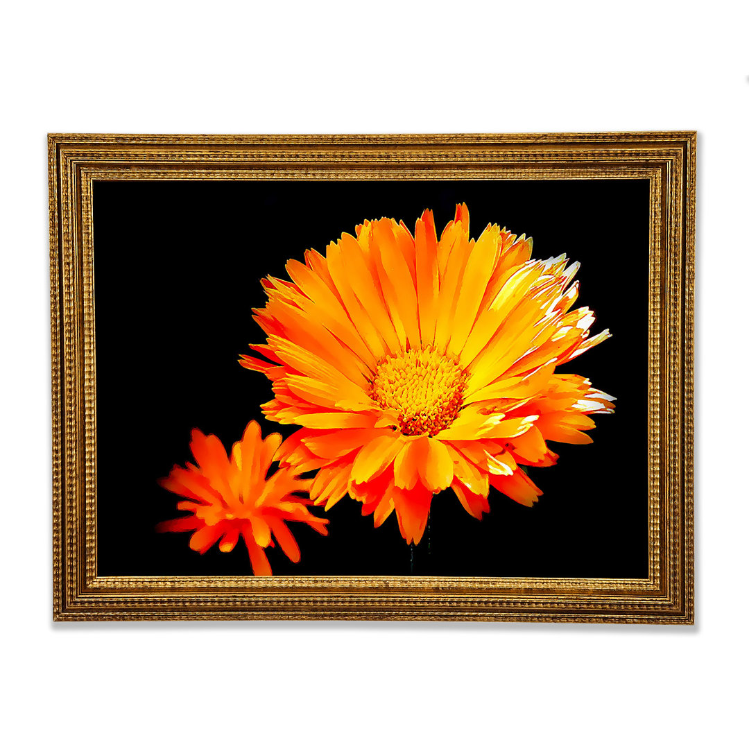 Leuchtend orangefarbene Gerberas - Druck