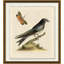 Purple Martin Painting