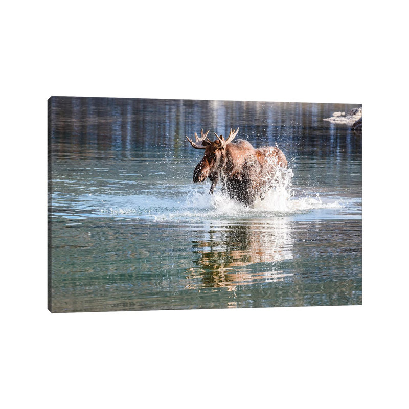 Moose Crossing by Matteo Colombo - Wrapped Canvas Print, 20.32 cm H x 30.48 cm W