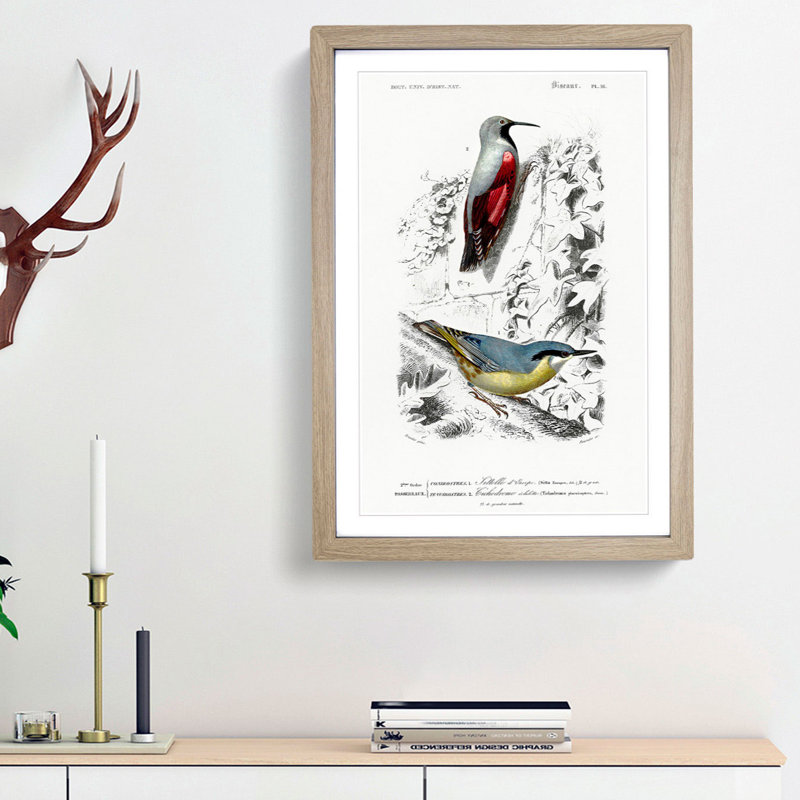 Bird Illustrations PL. 16 by Charles d Orbigny - Framed Print, Oak Framed, 33cm H x 24cm W x 2cm D
