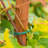 Weather Resistant Plant Support