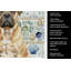 Torchon Bullmastiff-1209194409