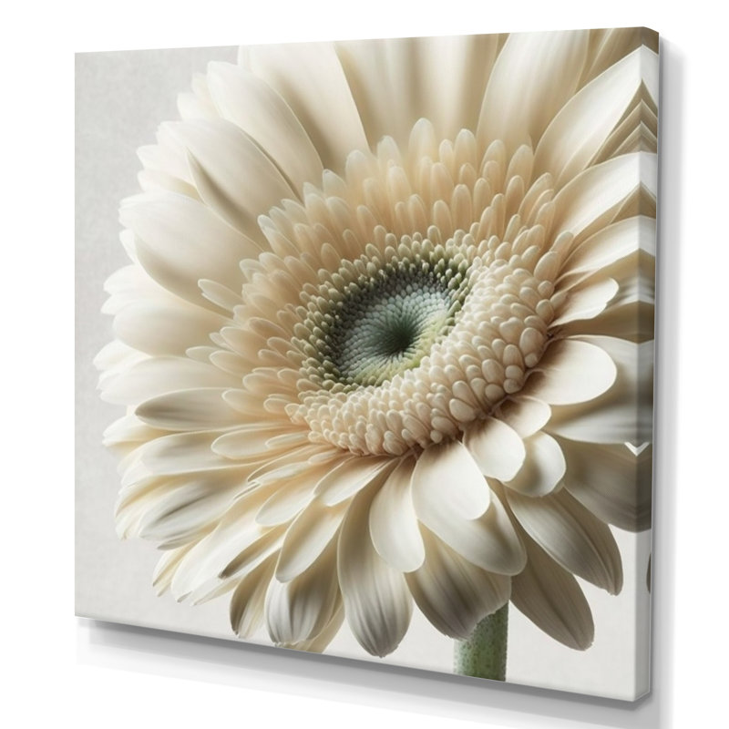 Gerbera blanche III - art mural Gerbera, H 24 po x l 24 po, Toile tendue