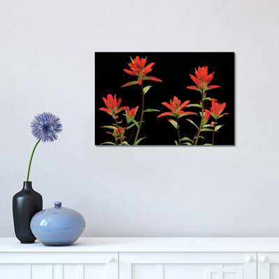 Indian Paintbrushes by Brian Wolf - Wrapped Canvas Print