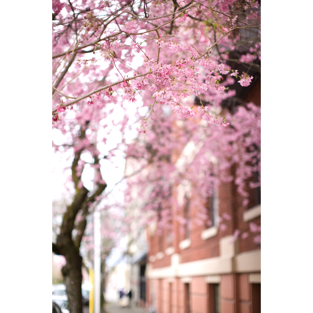 Cherry Blossoms - Wrapped Canvas Print