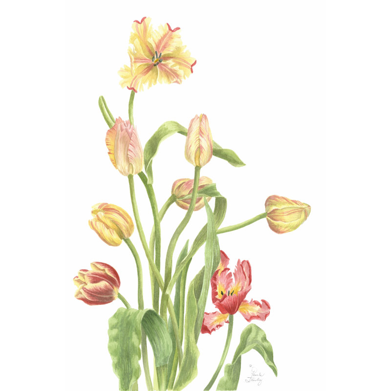 Tulip Spray II by Pamela Shirley - Wrapped Canvas Print, 30cm H x 20cm W x 3.8cm D