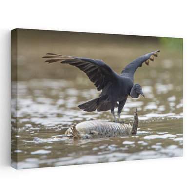 Black Vulture Feeding On Dead Alligator Pantanal Wetlands Brazil by Todd Gustafson - Wrapped Canvas Print