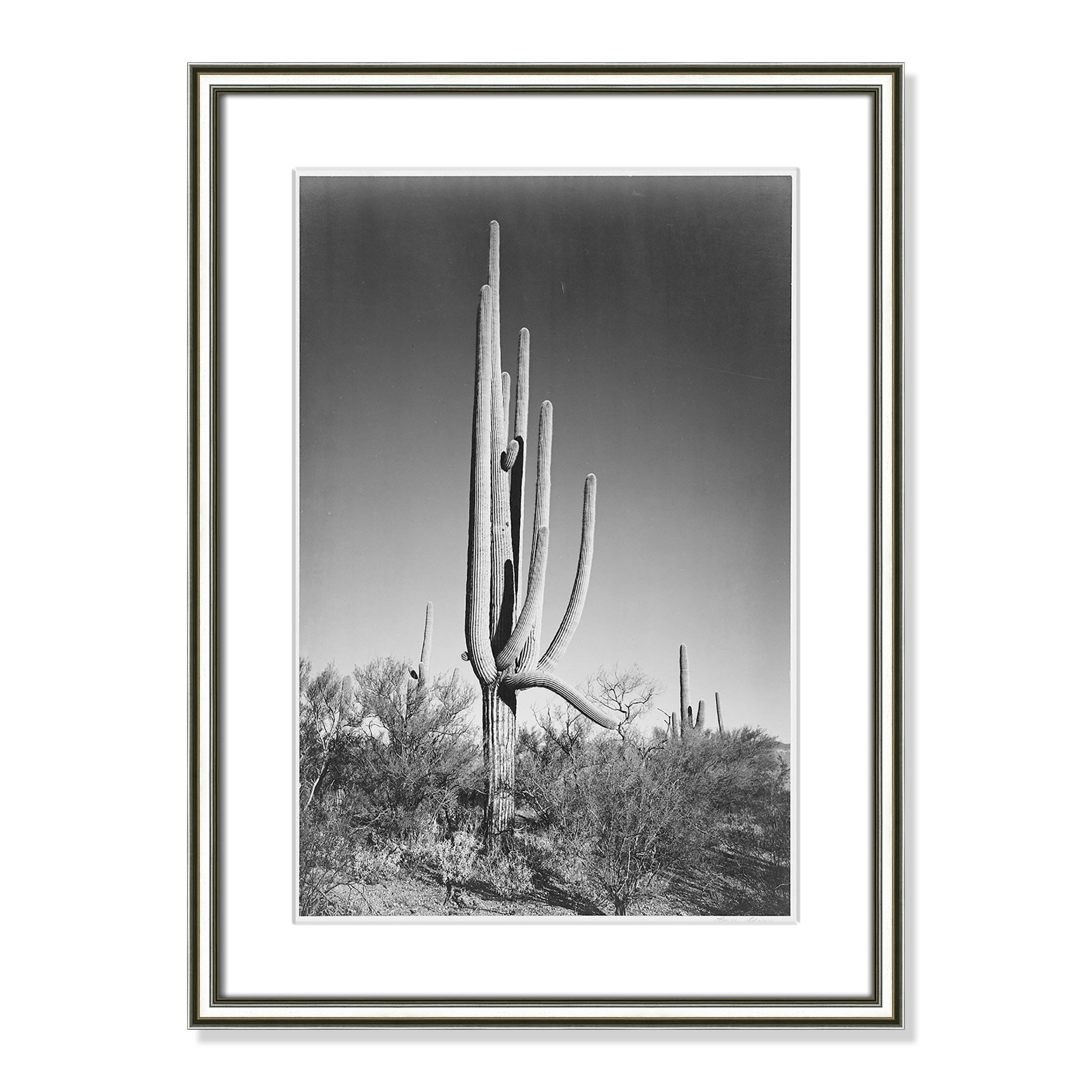 Cactus In Saguaro National Monument In Arizona by Ansel Adams, Silver, 24.25" H x 18.25" W x 0.88" D