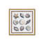 «Beach Shells II» par Elizabeth Tyndall, reproduction d'art-325809401-325809393-325809397