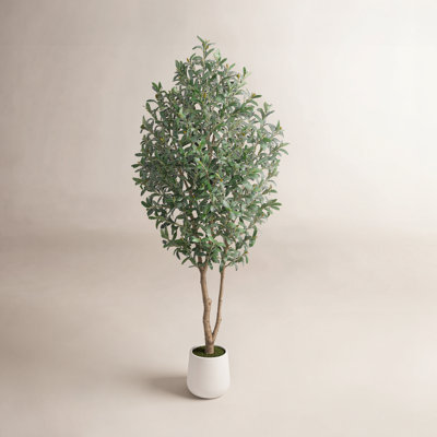 Olive Tree in Pot