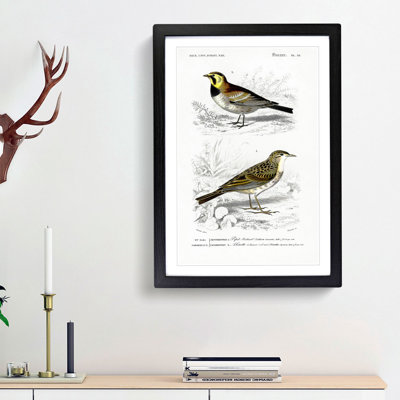 Bird Illustrations PL. 29 by Charles d Orbigny - Framed Print