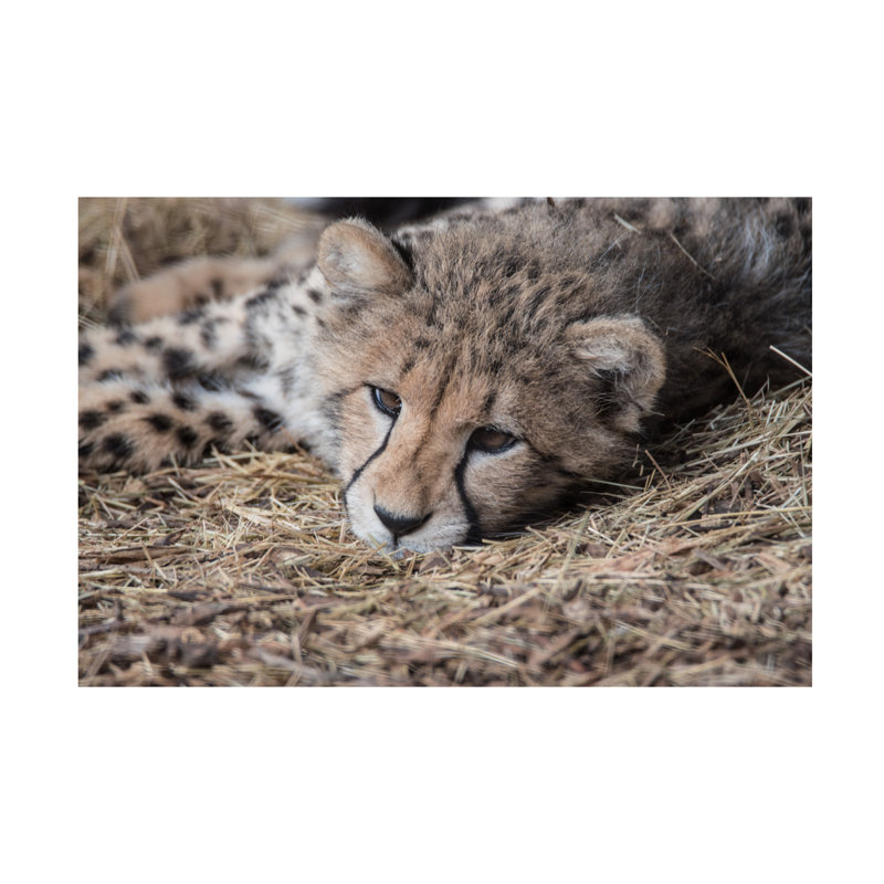 Cheetah Cub Horizontal Canvas Print in Tan and Brown