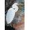 Aigrette élégante sur toile