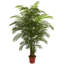 Areca Palm Tree in Pot-514756378