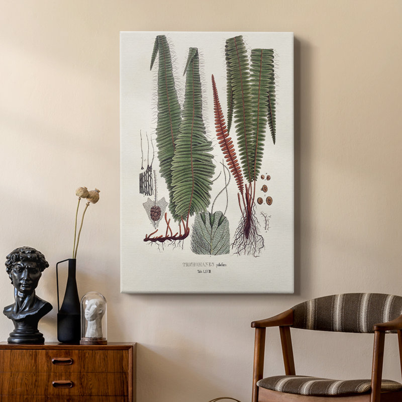Botanical Society Ferns IV - Gallery Cavas