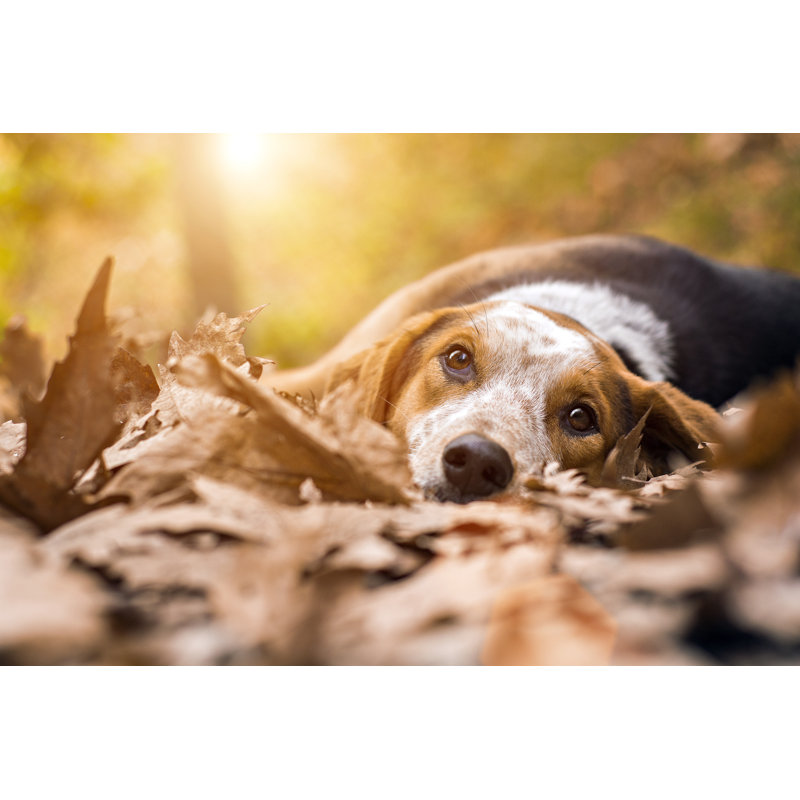 Chien triste couché sur des feuilles sèches, H 24 po x l 36 po