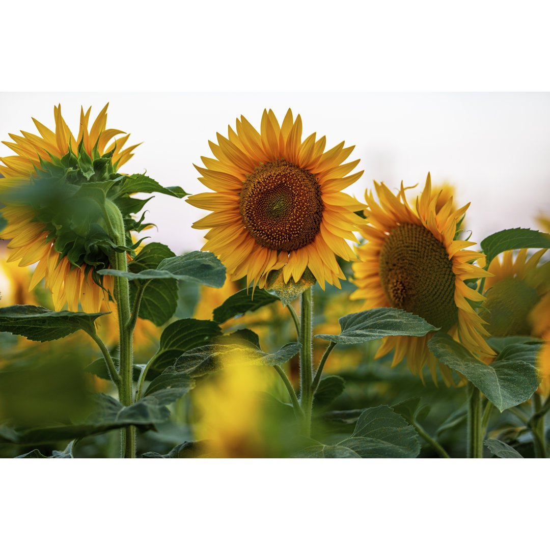 Sonnenblumenfeld in der Morgendämmerung von Sladic - Leinwandbild