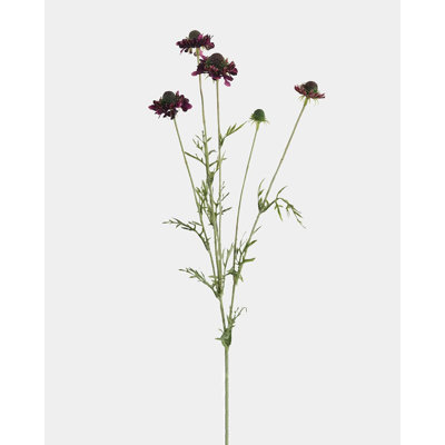 Scabieuse violette, fleur sauvage 29 po