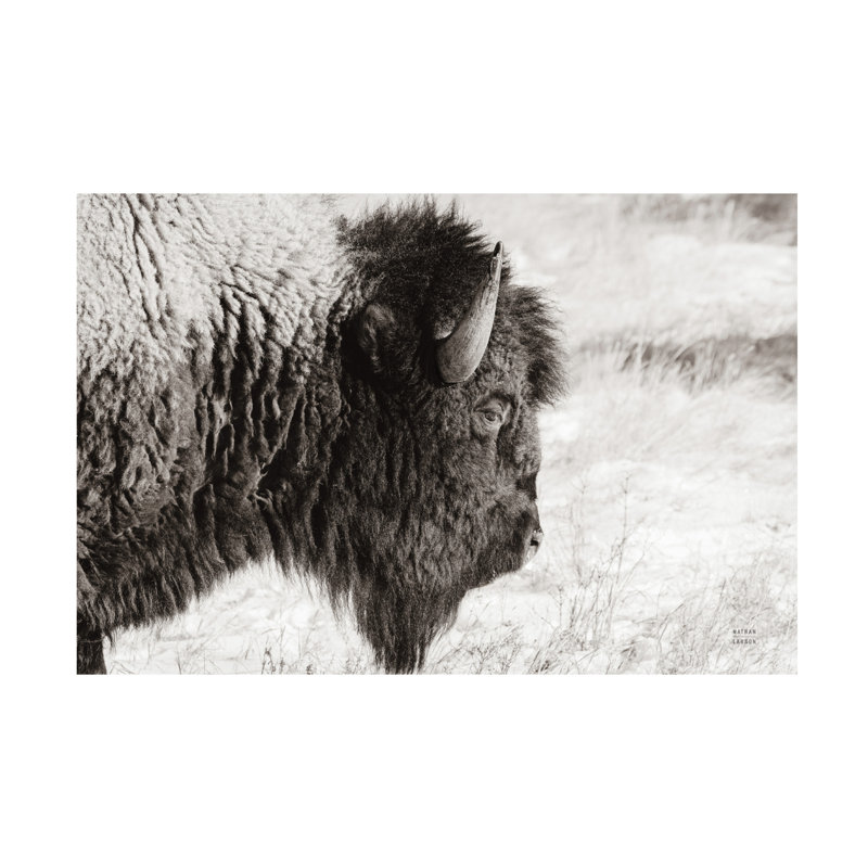 Profil de bison sur fond blanc, H 16 po x l 24 po x P 2 po
