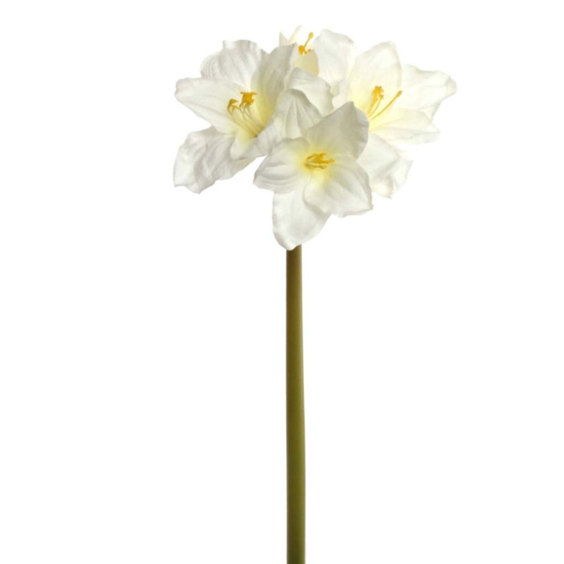 Amaryllis Arrangement