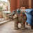 Jaipur Elephant Figurine Coffee Table