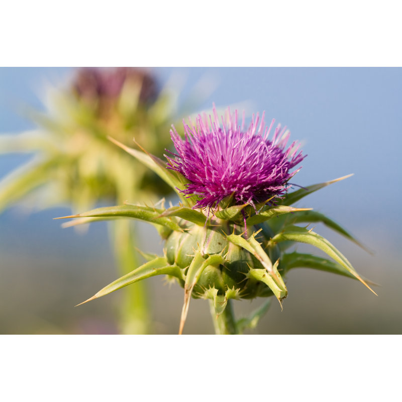 A Milk Thistle Blossom by Datmore - No Frame Print on Canvas, 51cm H x 76cm W