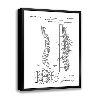 " Anatomical Spine Display Patent " by Stanley Print House