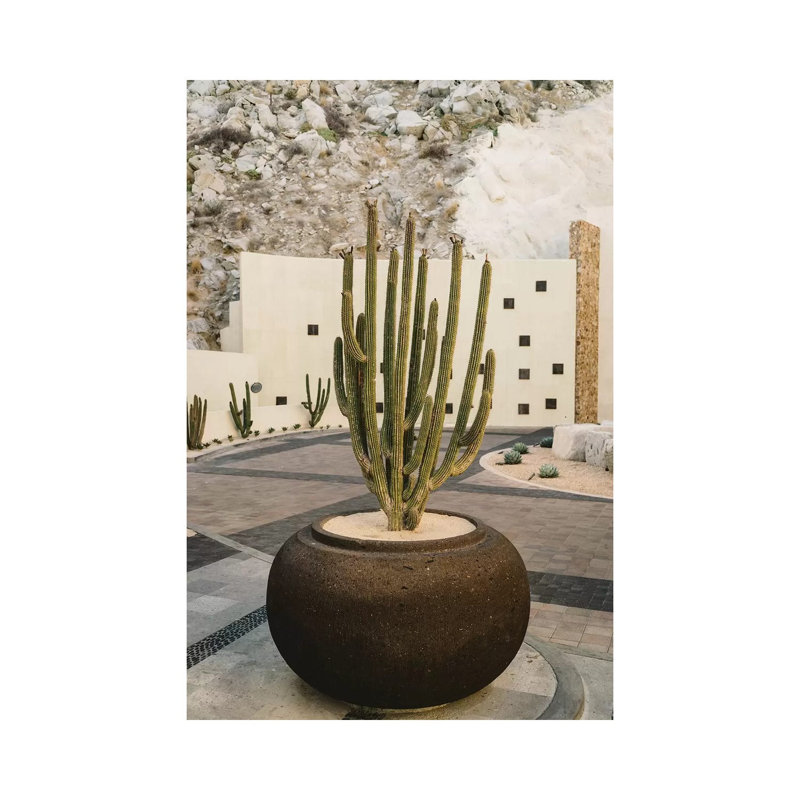 «Cabo Cactus VIII» par Bethany Young, reproduction de photo sur toile tendue, H 18 po x l 12 po x 1,5 po