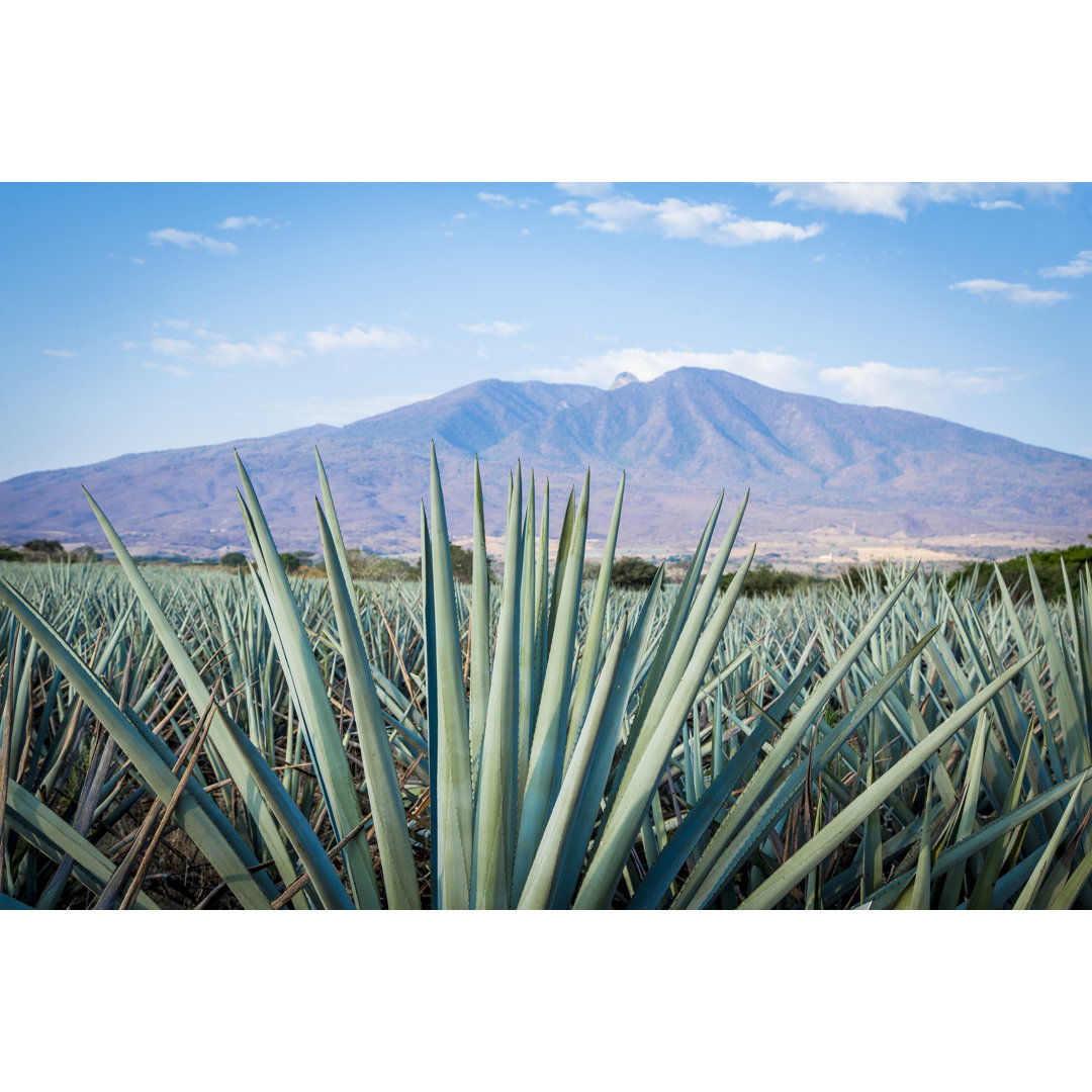 Leinwandbild Tequila Landscape