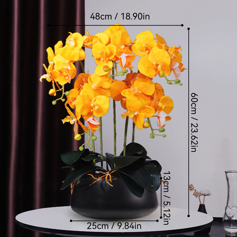 Orchidée papillon