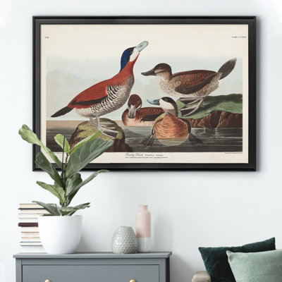 " Ruddy Duck "