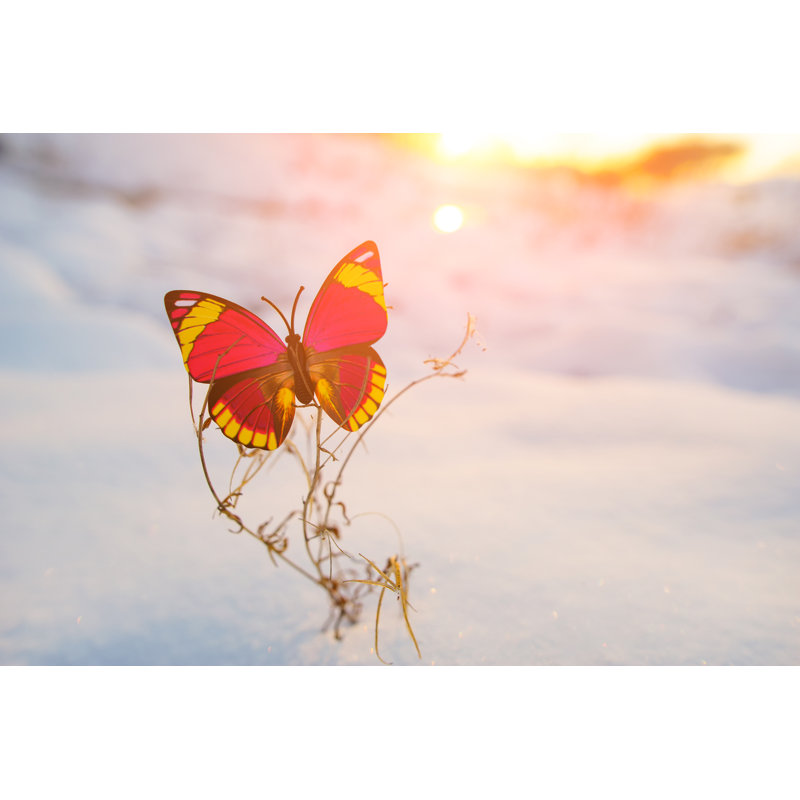 Butterflies On The Snow by Asianpeak - Wrapped Canvas Print, 20cm H x 30cm W
