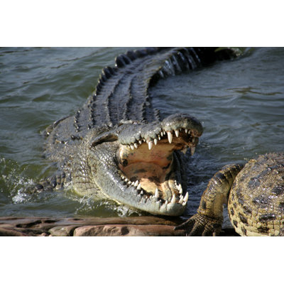Alligator About To Bite by Scottespie
