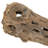 CHOLLA, NATURAL, 36-41" PIECE, Dried