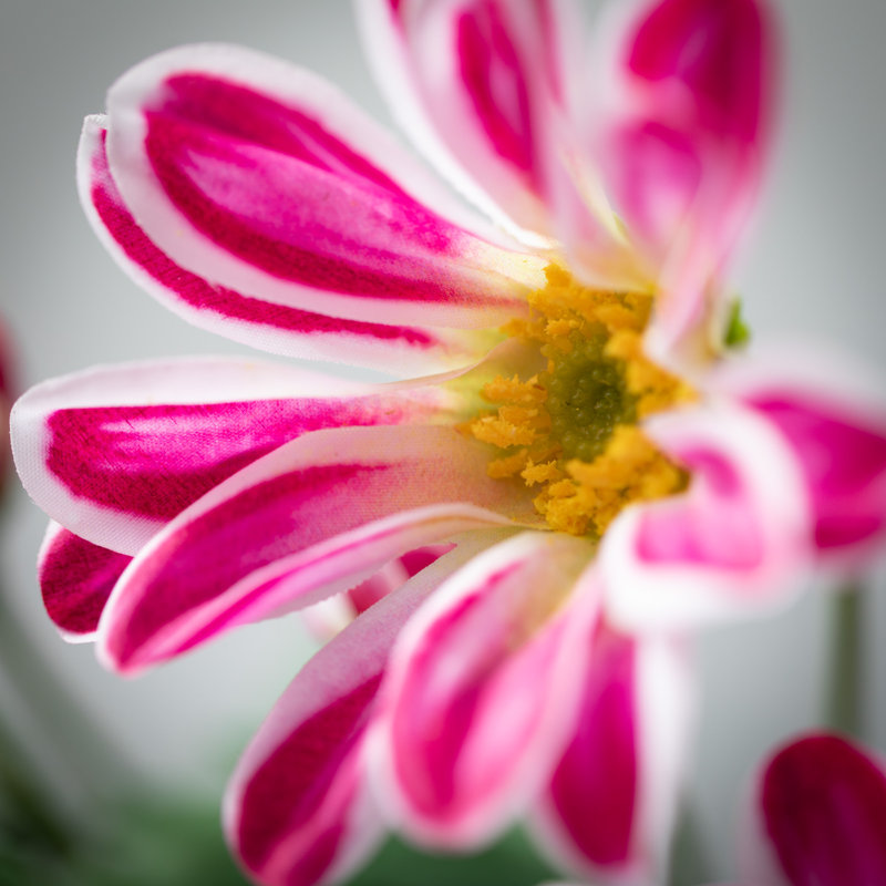 Tige de beauté 33,5 "Gazania, Rose