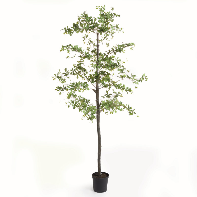 SHADY LADY OLIVE TREE DROP-IN 89"