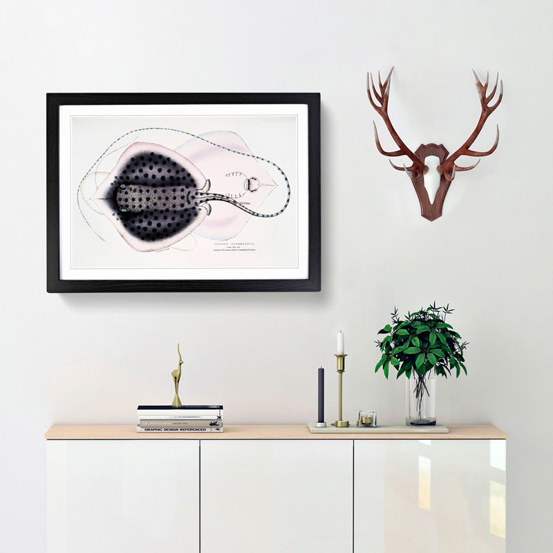 Stingray Illustration by John Edward Gray - Picture Frame Graphic Art Print, 48cm H x 65cm W x 2cm D, Black Framed