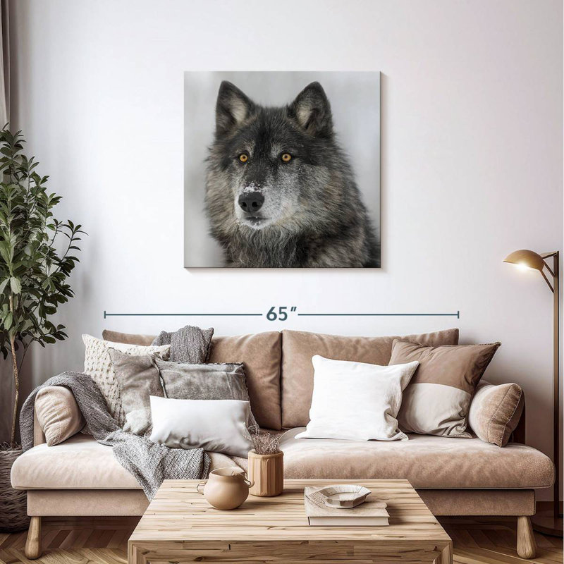 Crowle Surprised Black Wolf, 36" H x 36" W