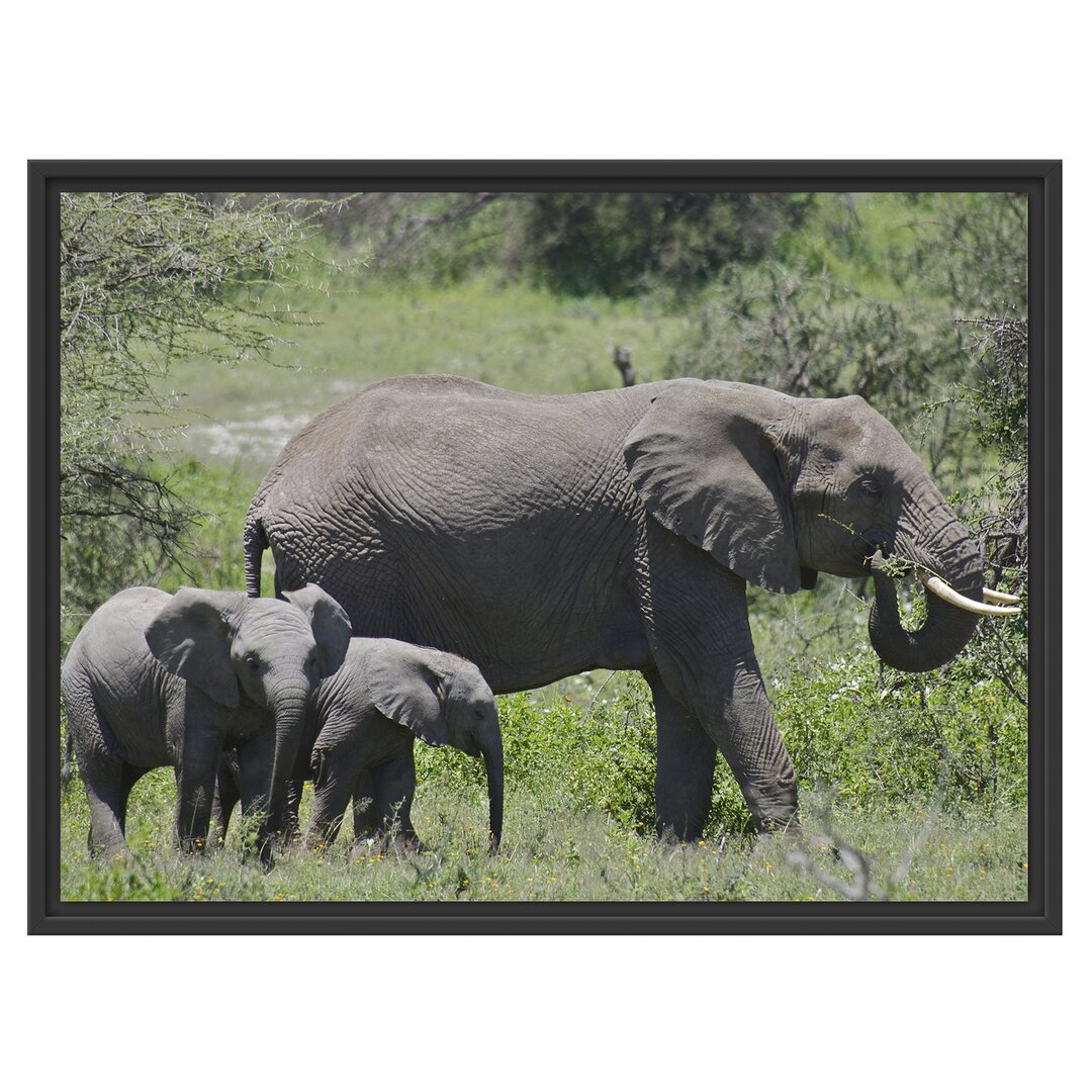 Gerahmter Fotodruck Zugvogel-Familie