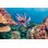 Poisson-lion sous l'eau par Placebo366