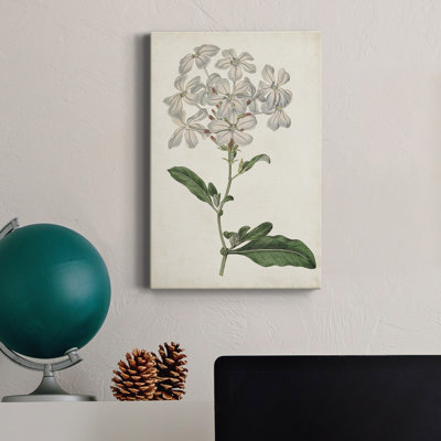" Antique Botanical Collection VIII "