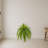 Boston Fern Artificial Plant (Set of 2)