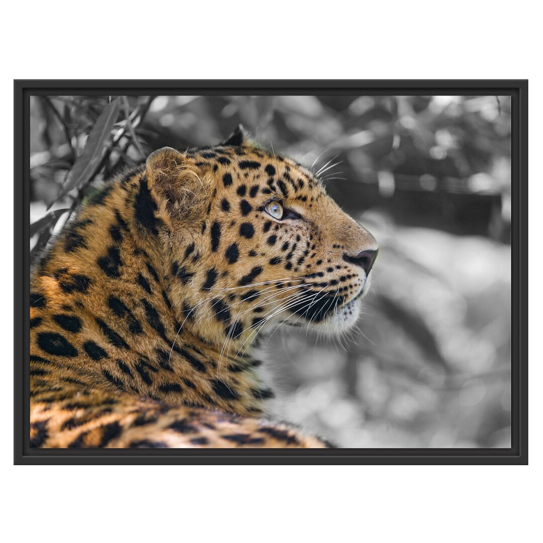 Gerahmtes Wandbild Leopard ruhtSchatten